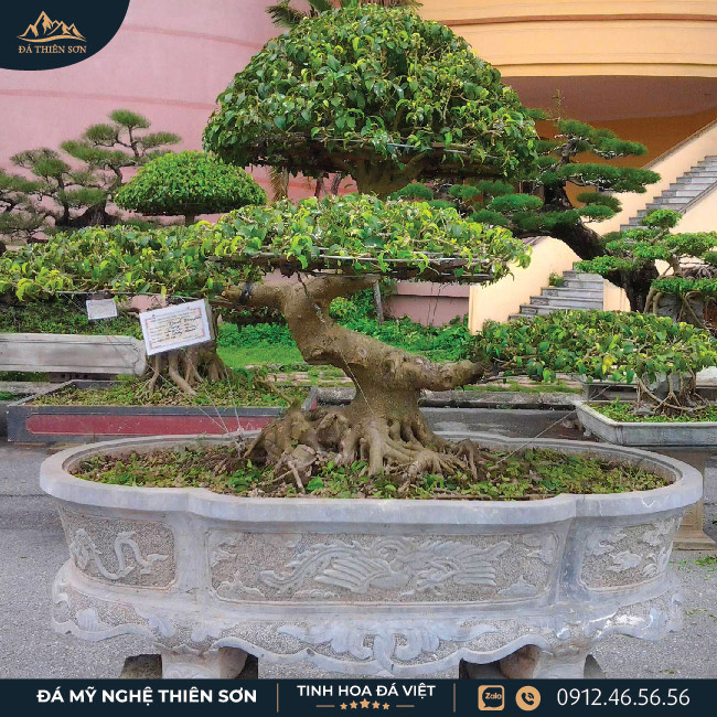 Chậu trồng cây cảnh bonsai bằng đá tự nhiên, kiểu dáng hình elip